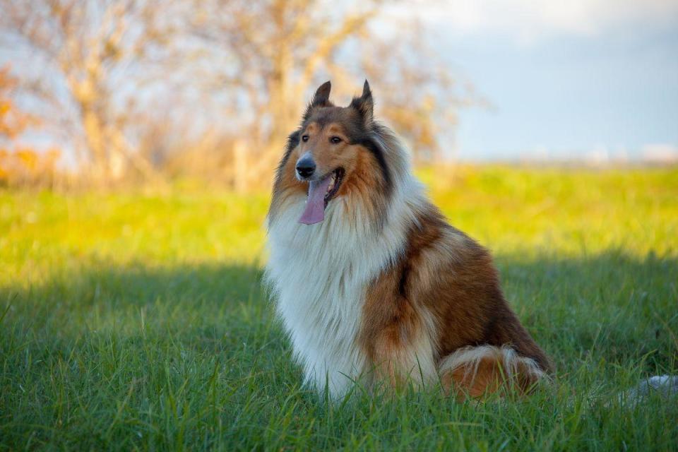 The elegant Rough Collie probably isn't what most people think of as being an aggressive dog. It came as a surprise to researchers from the University of Helsinki when they carried out a survey of 9,000 dog owners and found that this breed topped the table. (Photo: Canva/Getty Images)