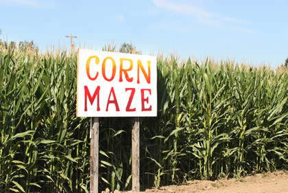 Visit a Corn Maze