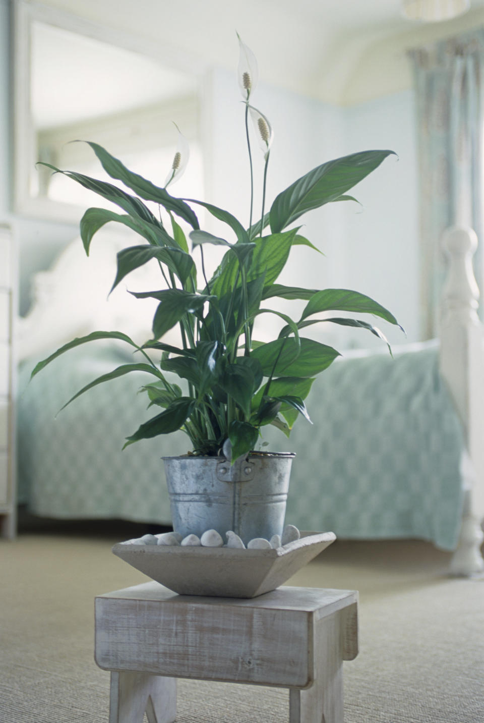 <p>Peace lilies are able to improve air quality by 60%. They can also get rid of mould by absorbing the spores through their leaves and using them as food.<br><i>[Photo: Getty]</i> </p>