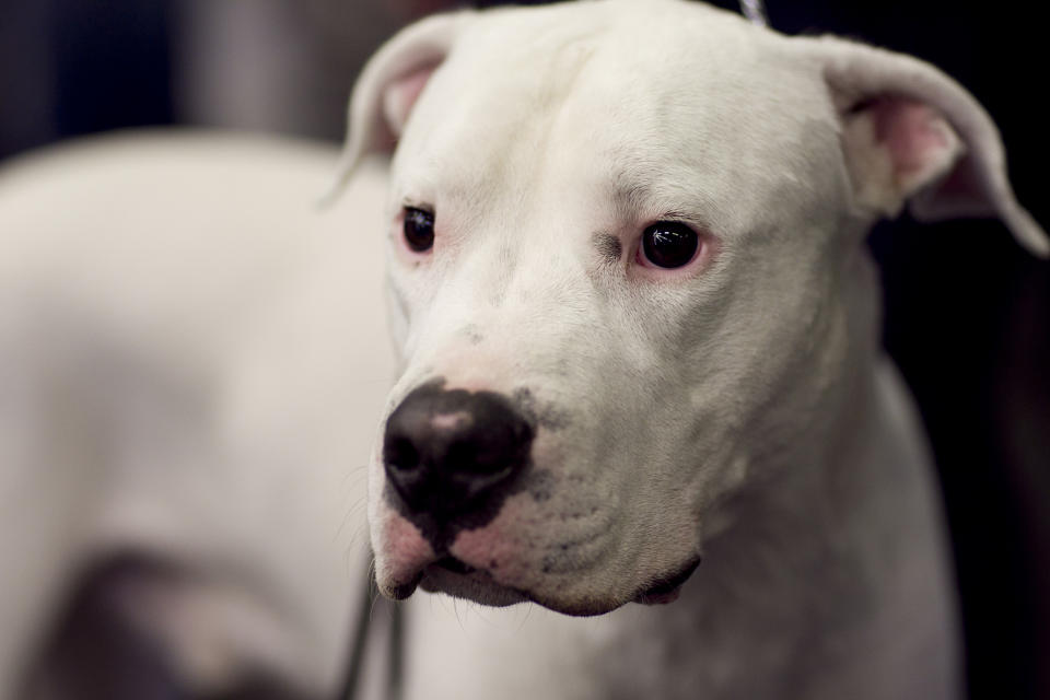 Auch die Rasse Dogo Argentino steht in einigen Bundesländern auf der Kampfhunde-Liste. (Bild: Getty Images)