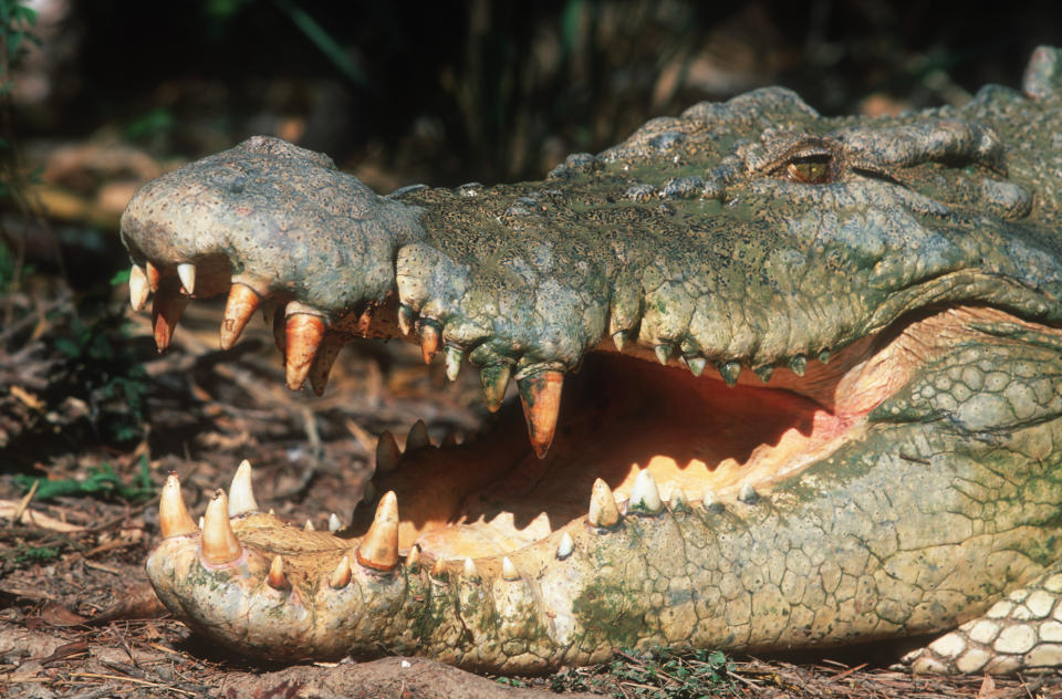 a close up of a saltwater crocodile with its jaws open