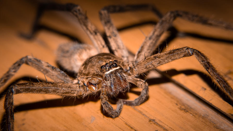 Giant huntsman spider