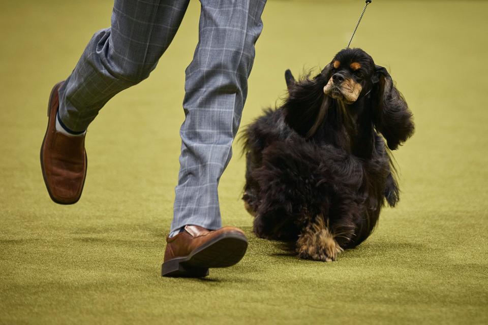 A handler walks a Black Cocker Spaniel dog during the Best in Show of the 148th Annual Westminster Kennel Club Dog Show at the USTA Billie Jean King National Tennis Center on May 14, 2024 in New York City.