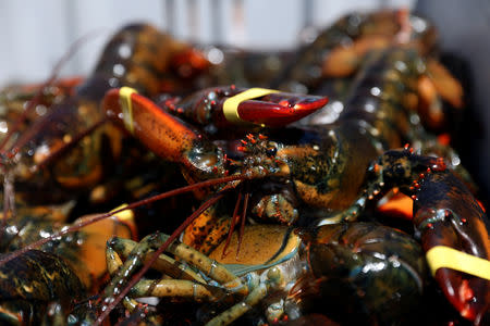 Lobsters are seen in a crate after being brought in by a lobsterman in Stonington, Maine, U.S., July 5, 2017. REUTERS/Shannon Stapleton