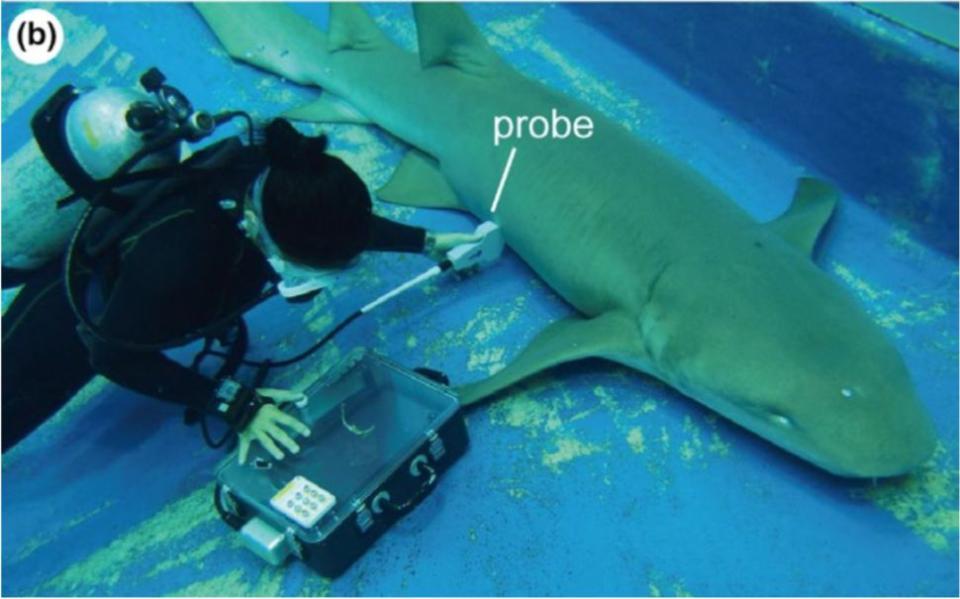 研究人員給一隻懷孕的鯊魚進行水下超聲波檢查。（圖片來源：Ethology）