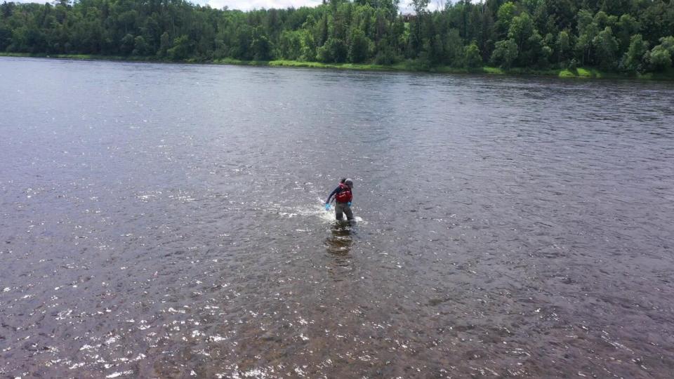 Meghann Bruce searches for benthic mats near Eqpahak Island in the St. John River between Fredericton and the Mactaquac dam earlier this week.