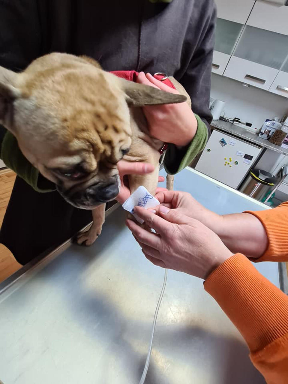 An abandoned dog is seen receiving medical care after it was rescued in Germany after neighbours reported a 'terrible stench'.