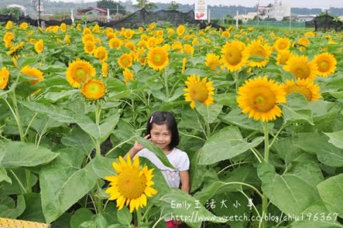 中社觀光花市～原來我是這麼愛向日葵！