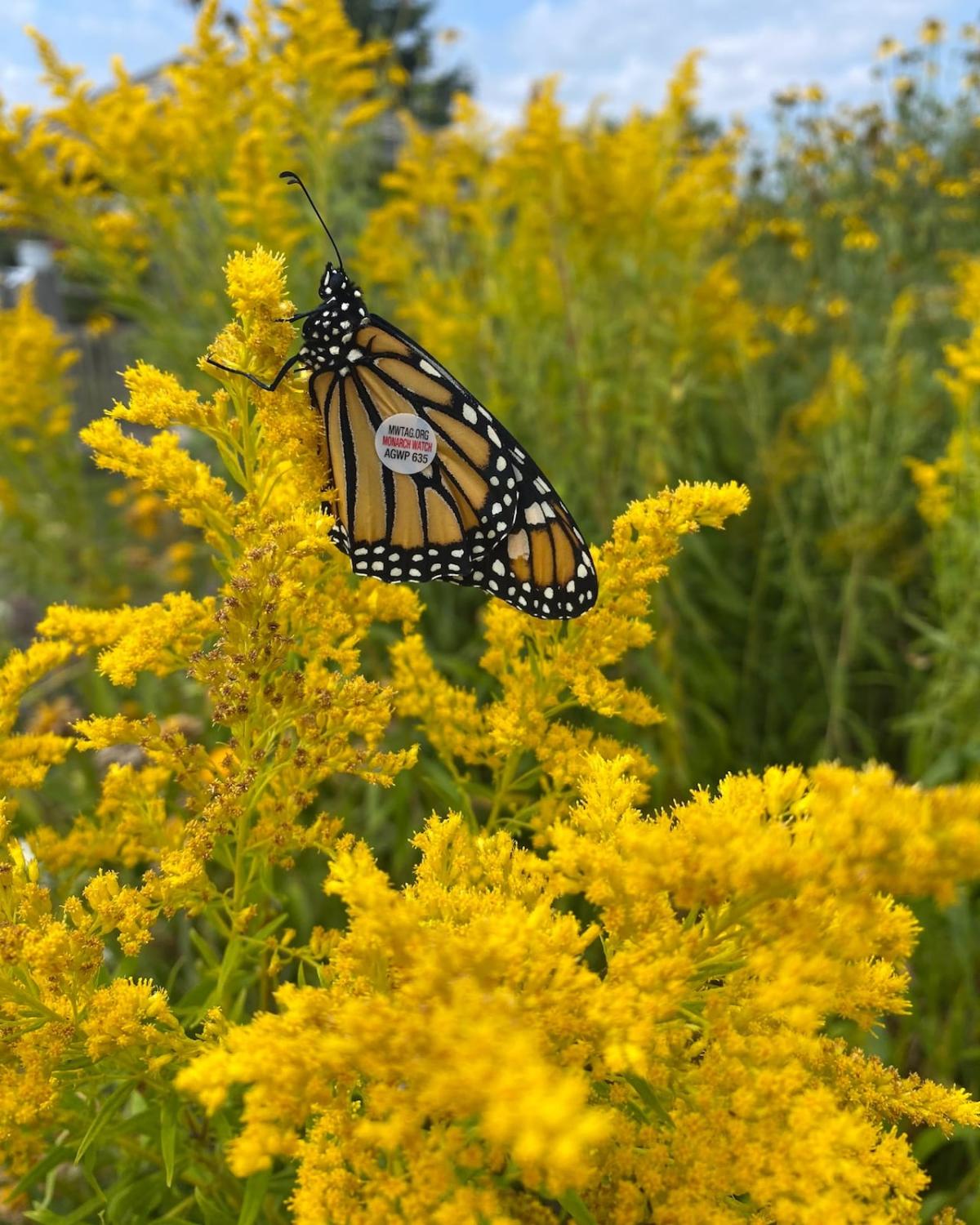 Monarch resurgence on P.E.I. gives environmental group butterflies