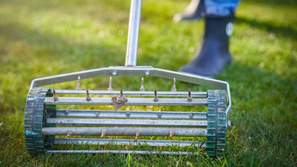 The lawn being aerated by a manual aerator