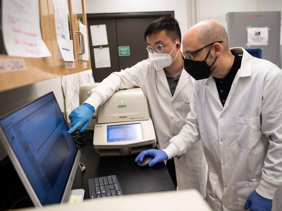 A professor and student look at a graph showing the detection of COVID-19 genetic material in wastewater at the University of Ottawa. The latest report from Public Health Ontario shows wastewater signals are on now on the rise across most of the province. (Justin Tang/CBC - image credit)