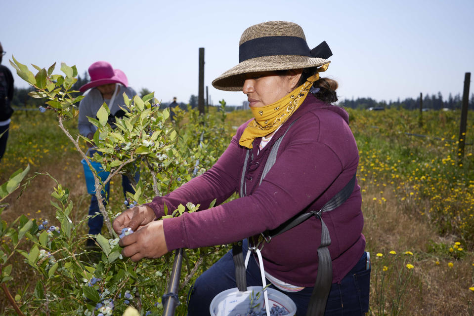 Anna Lopez works picking blueberries at the Coopertiva Tierra y Libertad farm Friday, July 7, 2023, in Everson, Wash. Farms and workers must adapt to changing climate conditions. As Earth this week set and then repeatedly broke unofficial records for average global heat, it served as a reminder of a danger that climate change is making steadily worse for farmworkers and others who labor outside.(AP Photo/John Froschauer)