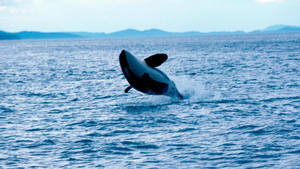 PHOTO: Orca breaching off the San Juan Islands. (Wolfgang Kaehler/LightRocket via Getty Images)