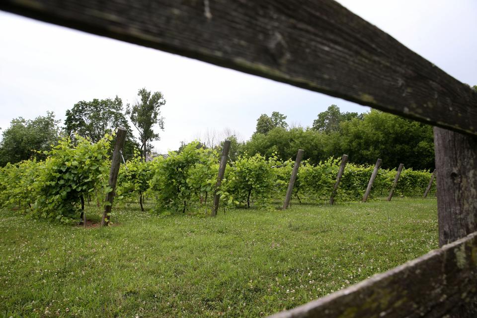 Marquette vines are one of the cold-hardy varieties of grapes grown at the River Hills home of Debra and Steve Koenig. "I tell people it’s like Napa Valley in Wisconsin," Debra says.