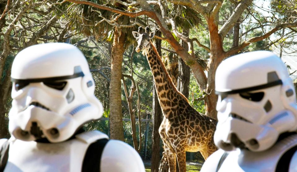 A curious giraffe (or clever Rebel spy) looks on as Empire Stormtroopers gather at the Going Galactic Weekend at the Brevard Zoo in Viera. The event will be Jan. 13-15, 2024. Visit brevardzoo.org.