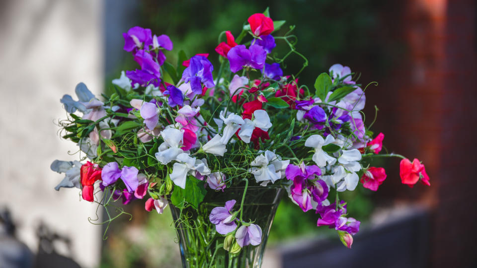 vase of sweet peas