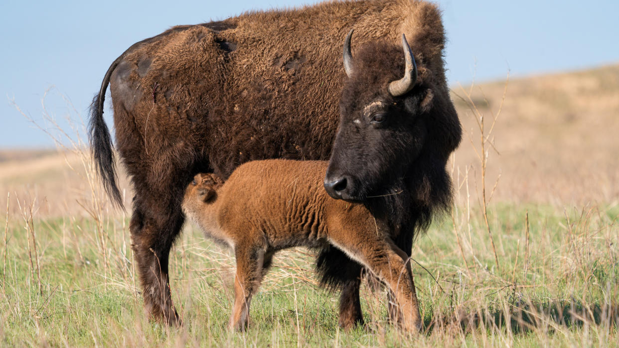  Mother bison with calf in field. 