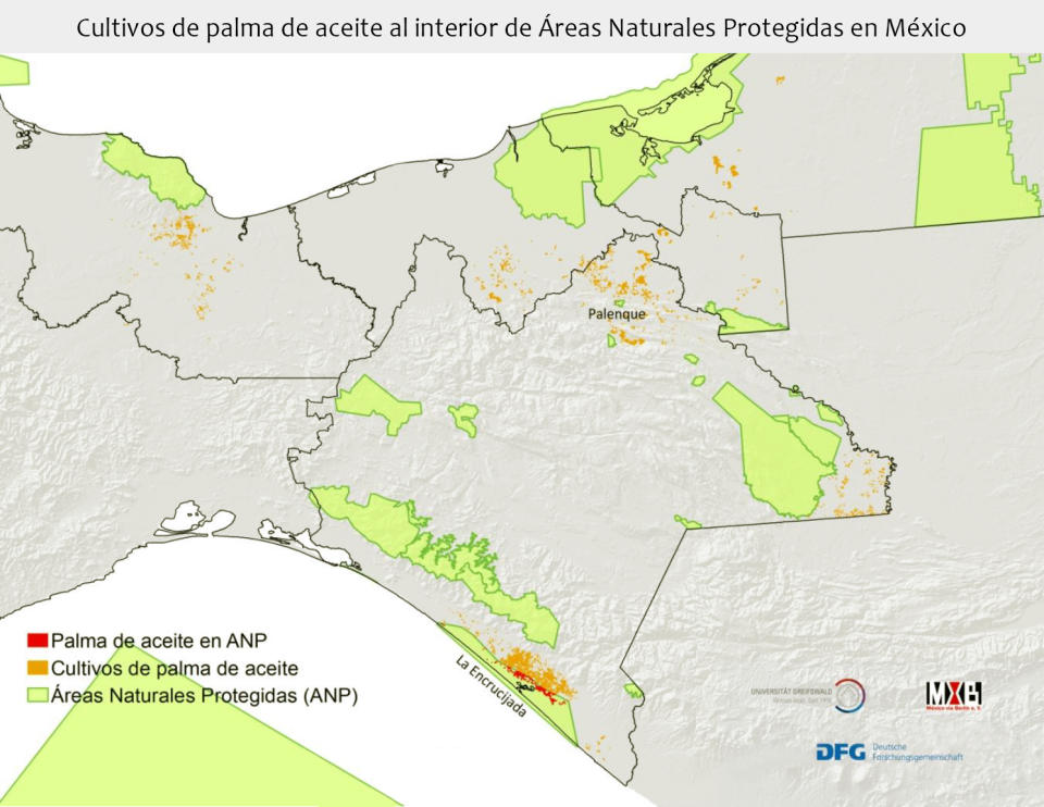 Mapa que se incluye en el estudio Cultivo de palma de aceite en México.