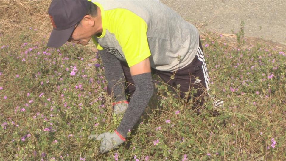 有戀愛感覺！　 「蜘蛛人里長」將河堤打造成馬纓丹花牆