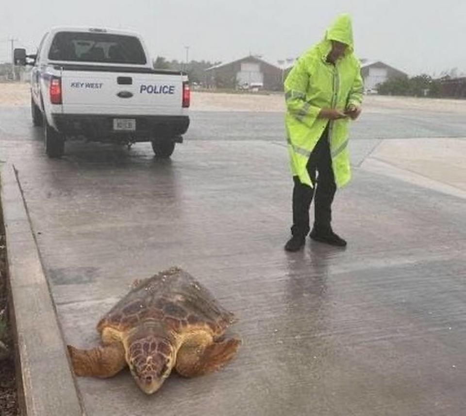 Key West police officers on July 6, 2021, helped a sea turtle return to the ocean during Tropical Storm Elsa.