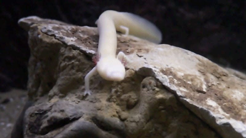 An olm, a species of blind cave salamander. - Gif: Tesařová M et al. GigaScience 2022/Gizmodo