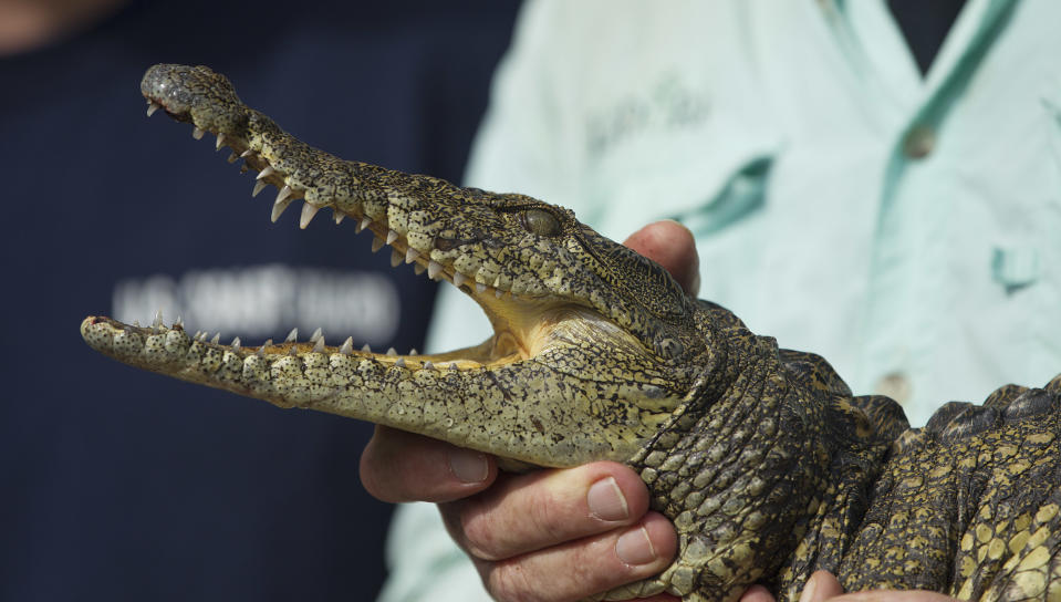 In this Wednesday, Nov. 28, 2012 photo, Joe Wasilewski works with his captured Nile crocodile, caught near his Homestead, Fla., home. State wildlife officials have given their agents a rare order to shoot to kill in the hunt for a young and potentially dangerous Nile crocodile loose near Miami. "They get big. They're vicious. The animals are just more aggressive and they learn that humans are easy targets," says Wasilewski, a reptile expert and veteran wrangler. The American croc "is a gentle animal, believe it or not. That's their nature. They're more fish eaters. They don't consider humans a prey source," says Wasilewski. (AP Photo/J Pat Carter)