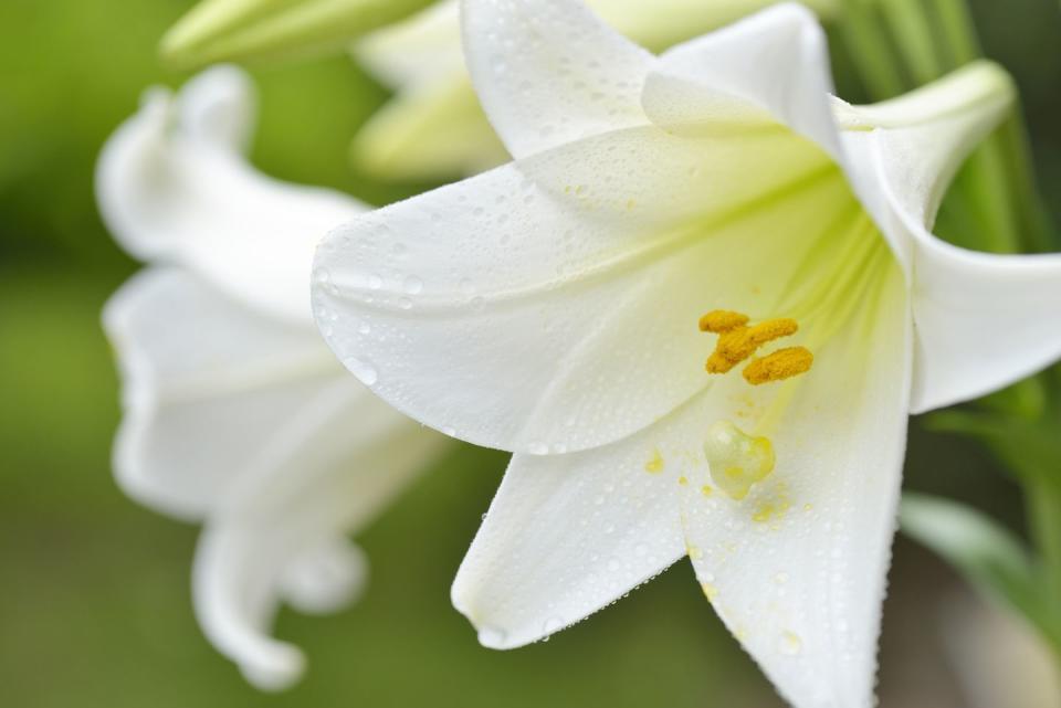 8) Easter Lily