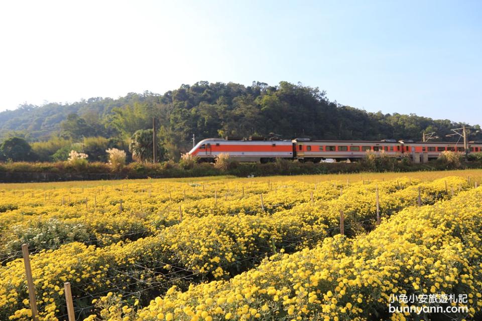 苗栗銅鑼｜九湖杭菊花海