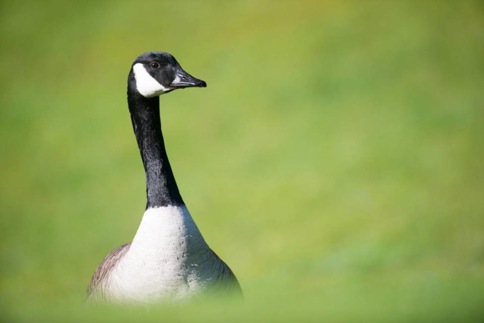 Canada goose James Warwick/Getty Images