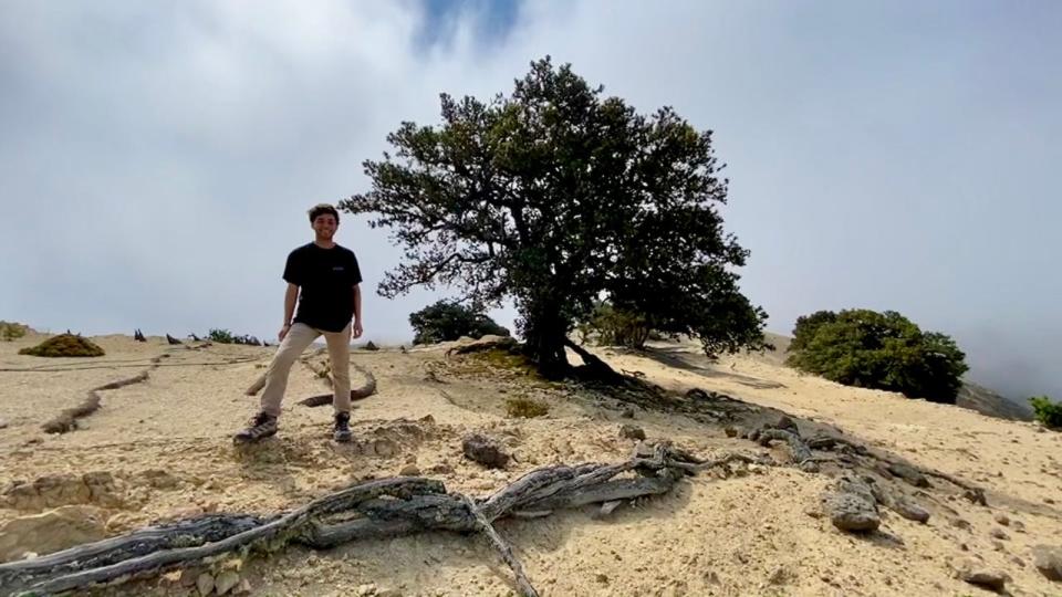 Daniel Cisneros, the first Kendra Chan Conservation fellow, stands beneath an island oak on Santa Rosa Island.