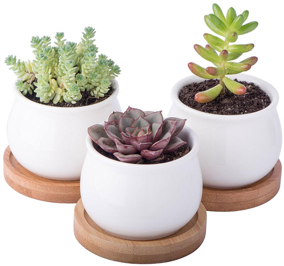 Succulent Pot Set