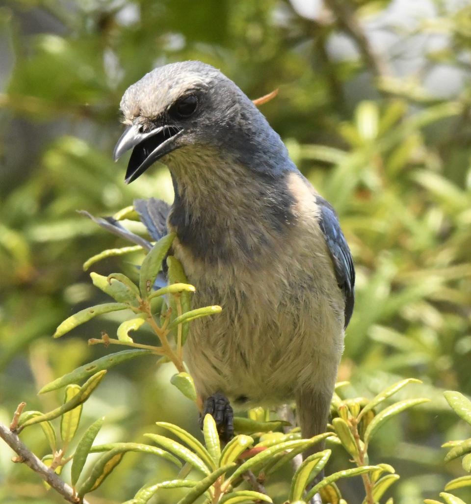 Florida scrub-jays are the only bird species endemic to the state of Florida.