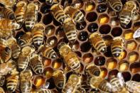 Detail of bees on their hive in Paris in this September 24, 2010 file photo. Australian scientists are gluing tiny sensors onto thousands of honey bees to track their movements in a trial aimed at halting the spread of diseases that have wiped out populations in the northern hemisphere. Scientists at the Commonwealth Scientific and Industrial Research Organisation (CSIRO), Australia's national science agency, said the microchips could help tackle so-called colony collapse disorder, a situation where bees mysteriously disappear from hives, and the encroachment of the parasitic varroa mite. REUTERS/Jacky Naegelen/Files (FRANCE - Tags: AGRICULTURE SCIENCE TECHNOLOGY ANIMALS ENVIRONMENT)