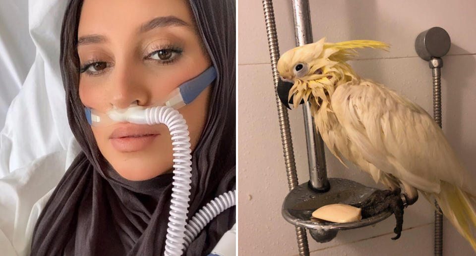 Shaharazaad wearing a ventilator (left) and a cockatoo in the shower (right).