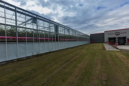 High tech red lights illuminate a tomato farm in Someren, near Eindhoven, the Netherlands, May 28, 2015. REUTERS/Michael Kooren