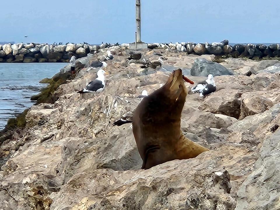 The Channel Islands Marine & Wildlife Institute rescued a 400-pound adult sea lion after it was found with a knife in its face in Santa Barbara County, California.