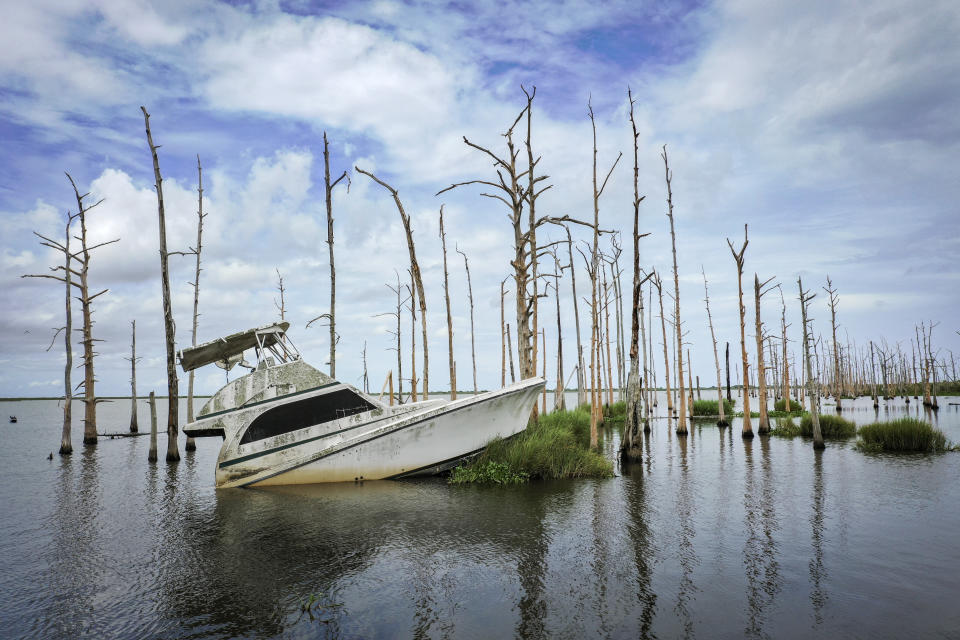 An abandoned boat sitsamid dead cypresses in coastal waters off Venice, Louisiana, in August 2019. Many oaks and cypress trees throughout Louisiana's coastal marshes have died due to a combination of saltwater intrusion and land subsidence. National Oceanic and Atmospheric Administration researchers find that Louisiana's rising waters and sinking land give it one of the highest rates of sea level rise on the planet. (Photo: Drew Angerer via Getty Images)