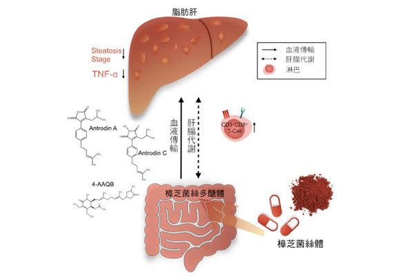 光田綜合醫院和弘光科大攜手人體臨床試驗，發現服樟芝可降低脂肪肝及發炎程度。（圖片／光田醫院提供）