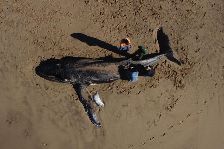 Apareció una ballena muerta en la playa del balneario Malibú de Mar del Plata