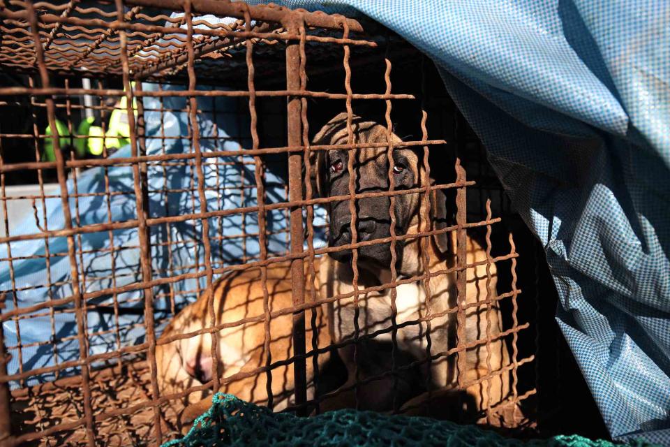 <p>Chung Sung-Jun/Getty</p> A dog inside a cage in South Korea 