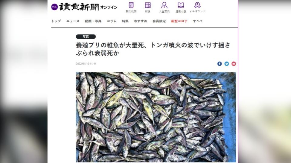 鹿兒島8萬條養殖魚苗因海嘯而暴斃。（圖／翻攝自《讀賣新聞》）