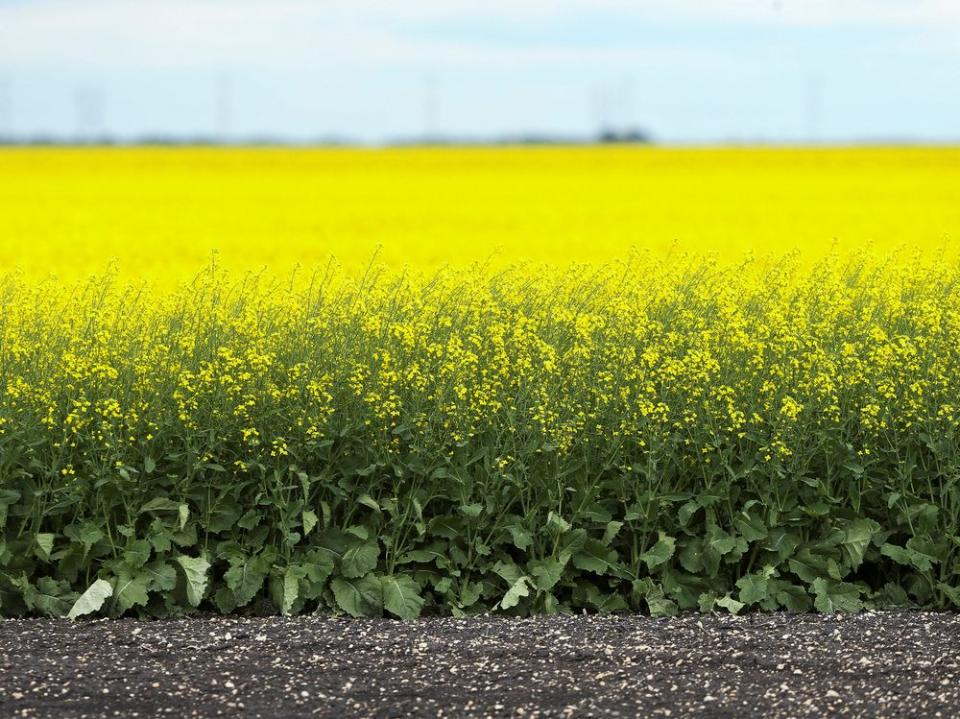 Fields of canola on a farm in Manitoba.