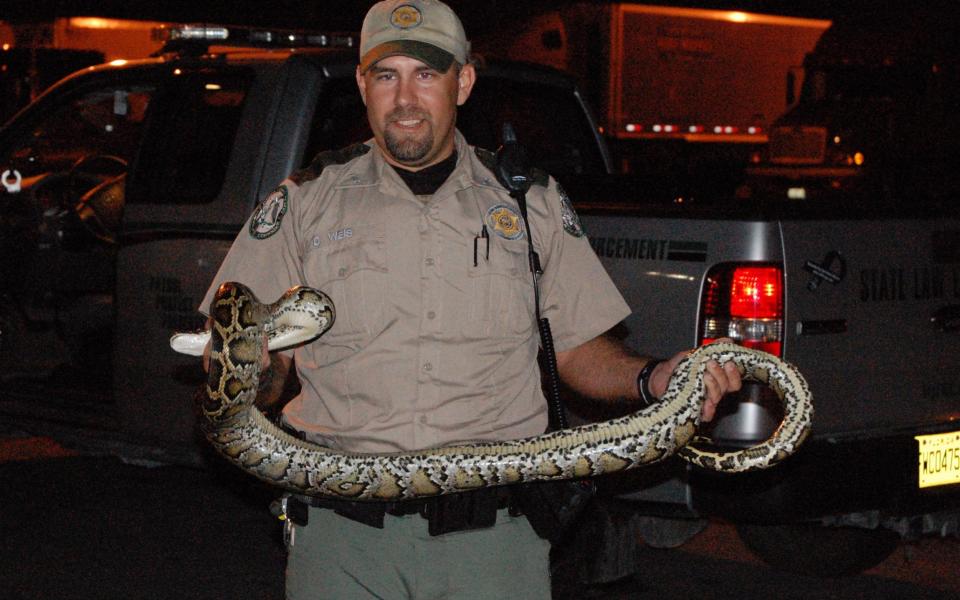 An FWC official holds a captured Burmese python - Florida Fish and Wildlife/Flickr /Florida Fish and Wildlife/Flickr 