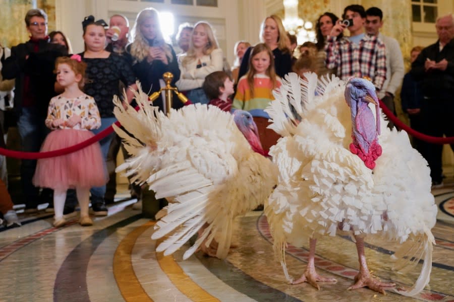 Two turkeys, named Liberty and Bell, who will receive a Presidential Pardon at the White House ahead of Thanksgiving, attend their news conference, Sunday Nov. 19, 2023, at the Willard InterContinental Hotel in Washington. (AP Photo/Jacquelyn Martin)†