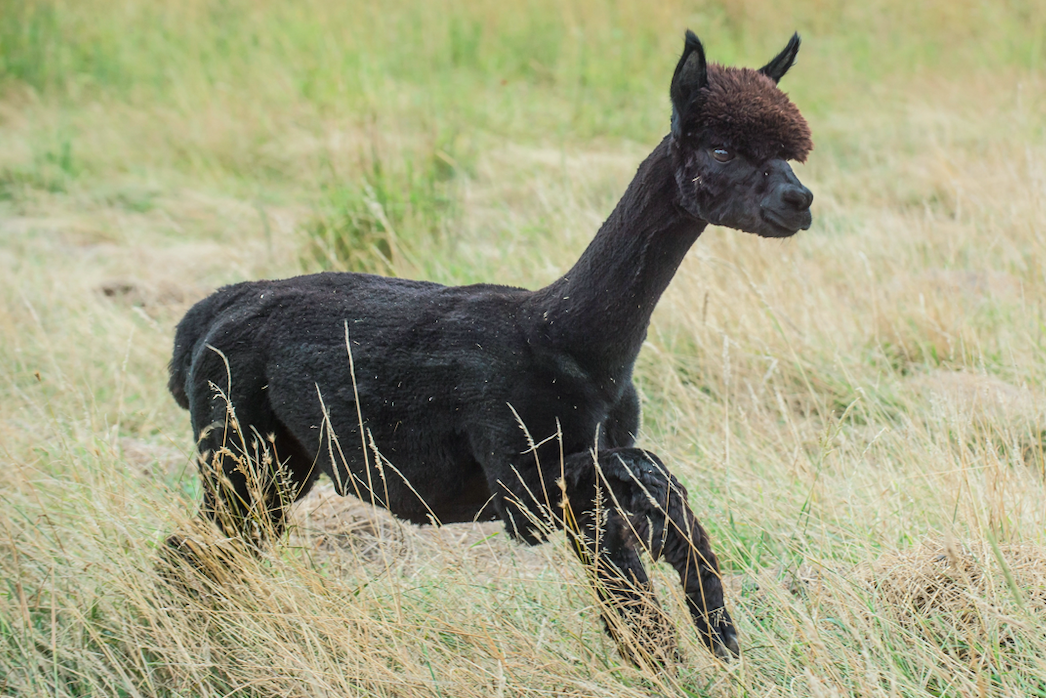 Geronimo the alpaca is due to be killed on Thursday after he tested positive twice for bovine tuberculosis. (SWNS)