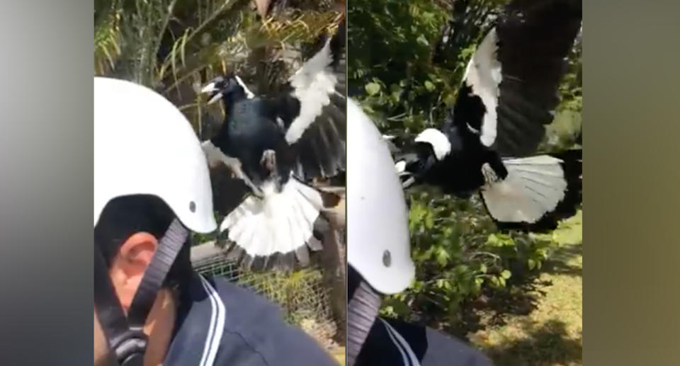 Incredible video shows dangers of magpie season as bird swoops cyclist. 