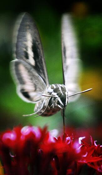 A White-lined Sphinx Hummingbird Moth hovers as it sucks nectar from a flower Tuesday morning Sept. 21, 2010, in Salina, Kan. The White-lined Sphinx Moth can be found from April to October. (AP Photo/Salina Journal, Tom Dorsey)