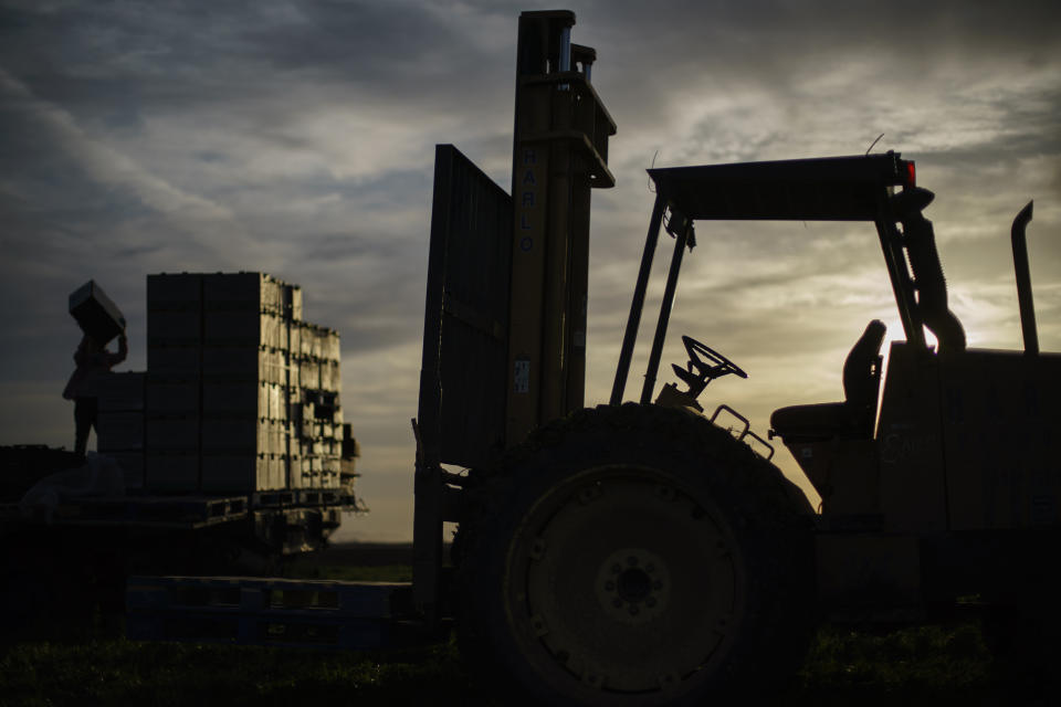 A tractor sits idle among the fields plowed for years by Luis Alfonso Bay Montgomery in Somerton, Ariz., Saturday, March 19, 2022. Montgomery had worked straight through the pandemic's early months, piloting a tractor through lettuce and cauliflower fields. Even after he began feeling sick in mid-June, he insisted on laboring on, says Yolanda Bay, his wife of 42 years. He died at age 59 on July 18, 2020 and for the first time since they'd met as teenagers in their native Mexico, Bay was on her own. In the months since he died, Bay has worked hard to keep her mind occupied. But memories find a way in. Driving past the fields he plowed, she imagines him on his tractor. "It's time to get rid of his clothes, but ...," she says, unable to finish the sentence. "There are times that I feel completely alone. And I still can't believe it." (AP Photo/David Goldman)