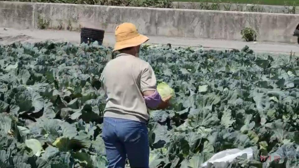 ▲產地高麗菜價格崩跌，竹塘鄉詹姓農民開放給當地民眾「自殺」每粒只要10元，給大家採收。（圖／記者陳雅芳攝，2023.03.23）