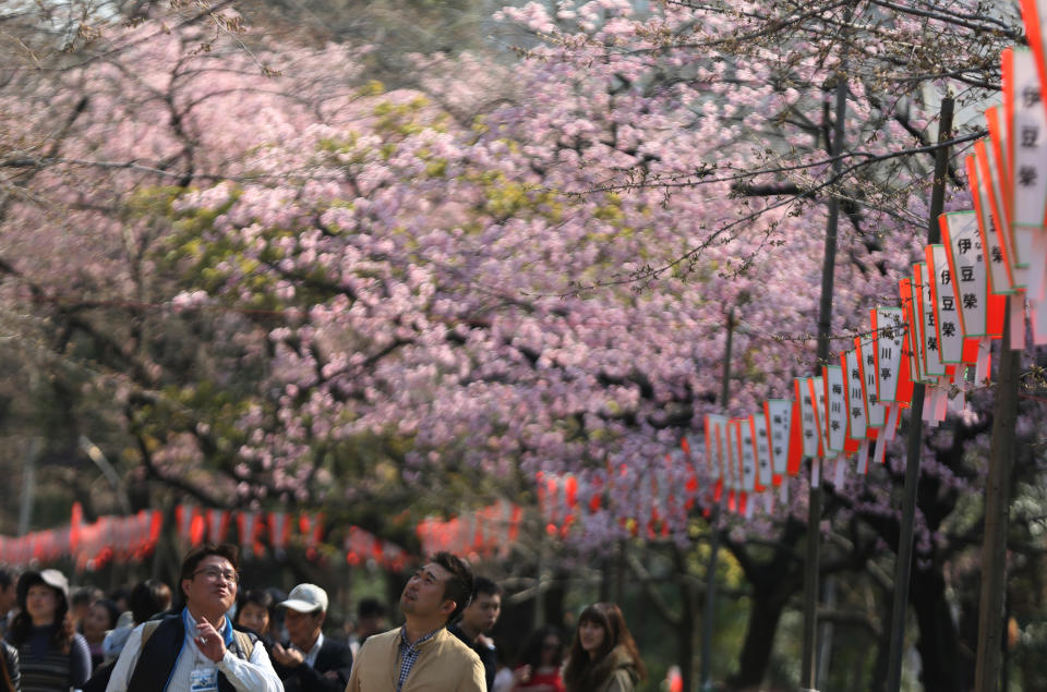 Visitors look at cherry blossom which begins blooming at Ueno Park in Tokyo, Tuesday, March 25, 2014. Tens of thousands of admirers will be expected to show up at the park to enjoy the white pink blossoms. (AP Photo/Eugene Hoshiko)